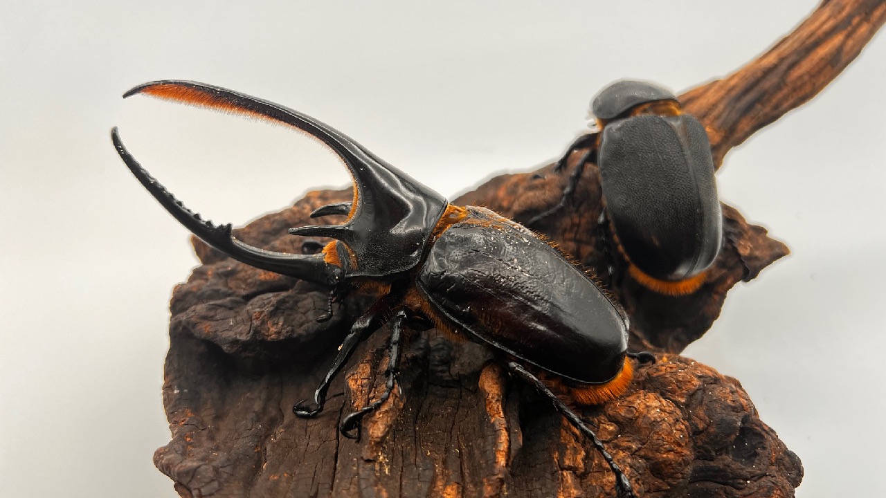 カブトムシのアップ